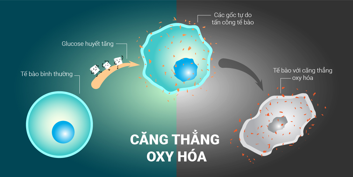 Stress oxy hóa là gì? Định nghĩa, nguyên nhân, vai trò