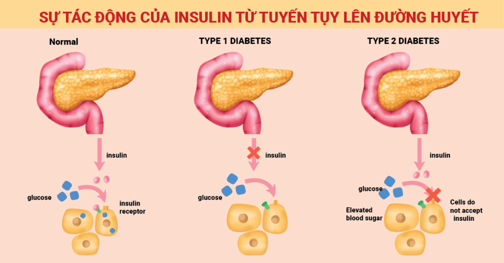 tác động insulin đến đường huyết